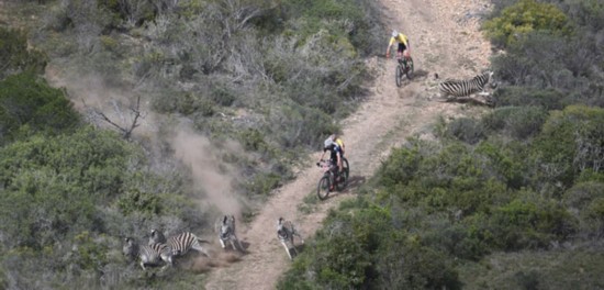 惊险！南非山地自行车手比赛中险撞迷路斑马