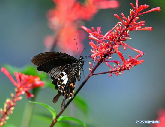 CHINA-FUZHOU-SCENERY-BUTTERFLY (CN)