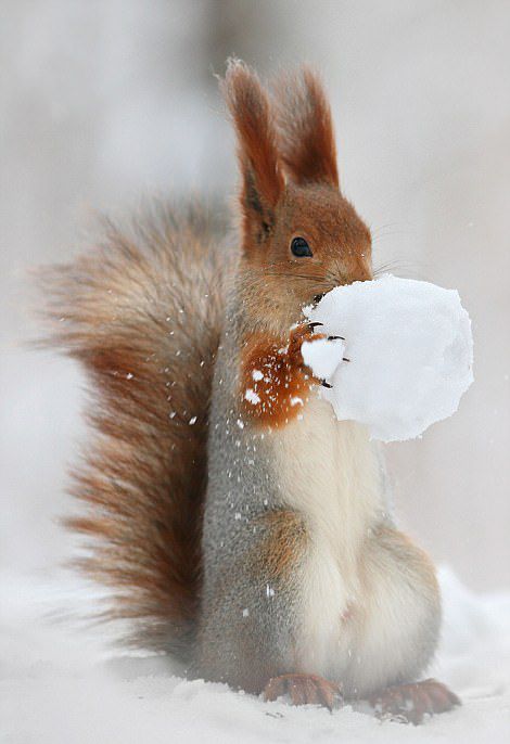 欲哭无泪!松鼠雪球藏坚果被山雀抢走