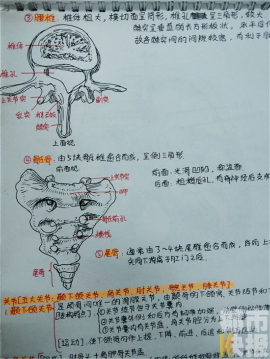 西安大二女生手绘解剖图笔记走红