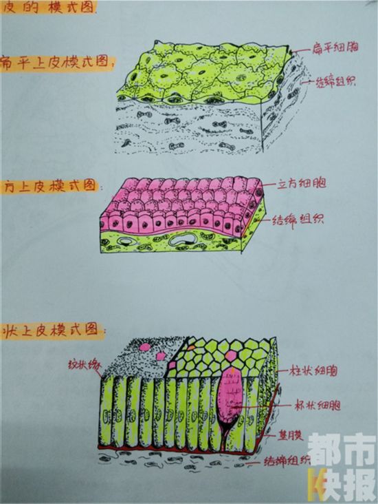 西安大二女生手绘解剖图笔记走红