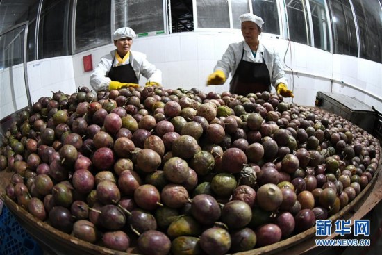 广西柳州:百香果变百宝果 撬动生态大产业