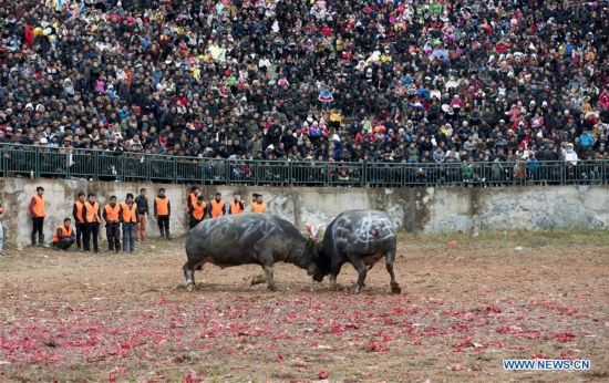 #CHINA-GUIZHOU-CONGJIANG-BULLFIGHT(CN)