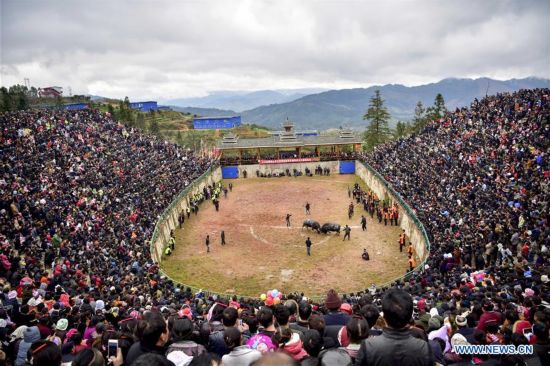 #CHINA-GUIZHOU-CONGJIANG-BULLFIGHT(CN)