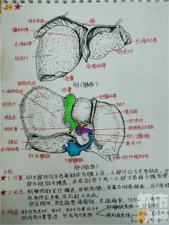 西安大二女生手绘解剖图笔记走红