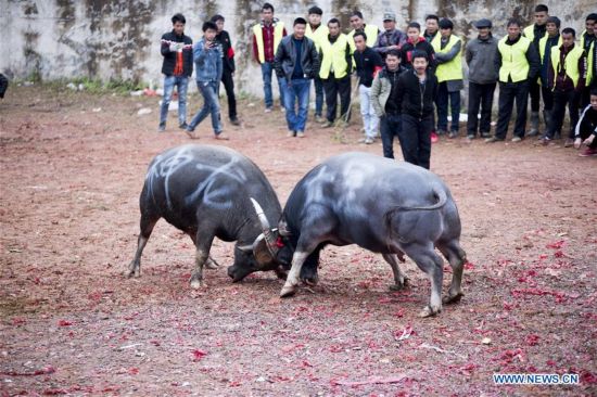 #CHINA-GUIZHOU-CONGJIANG-BULLFIGHT(CN)