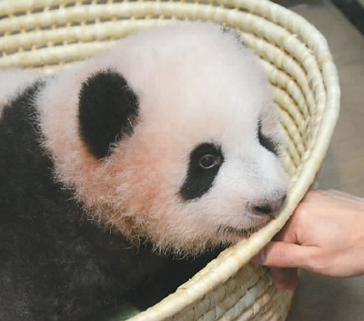 大熊猫萌动全球