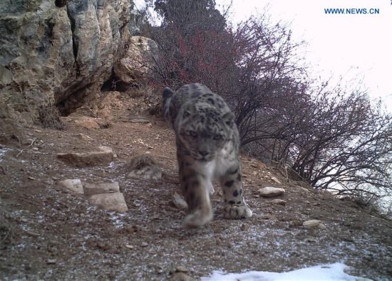 CHINA-TIBET-SNOW LEOPARDS-IMAGES(CN)