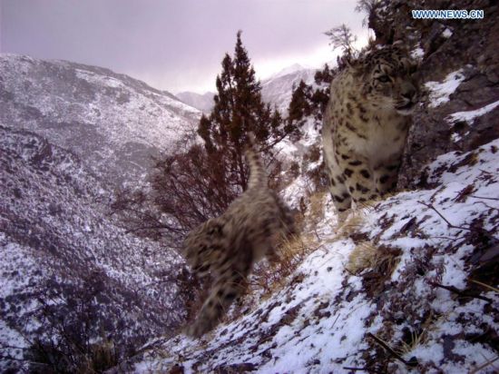 CHINA-TIBET-SNOW LEOPARDS-IMAGES(CN)