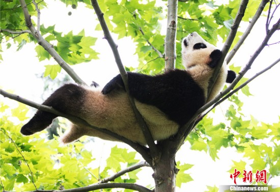 中国大熊猫保护研究国际摄影大赛作品精选