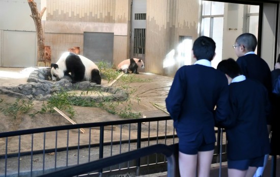 12月18日，在日本東京上野動物園，小學生觀看大熊貓幼崽“香香”（右一）與它的媽媽“仙女”（日本名字“真真”）。 新華社記者馬平攝