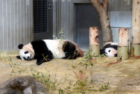 12月18日，在日本東京上野動物園，大熊貓幼崽“香香”（右）與它的媽媽“仙女”（日本名字“真真”）一起午休。 新華社記者馬平攝