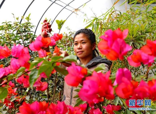 河北肃宁:特色种植助农增收