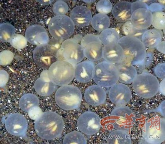 解密山溪隐士中国大鲵 叫声似婴儿啼哭得名娃