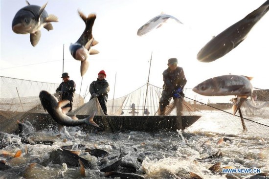 #CHINA-JIANGSU-FISH CATCHING (CN)