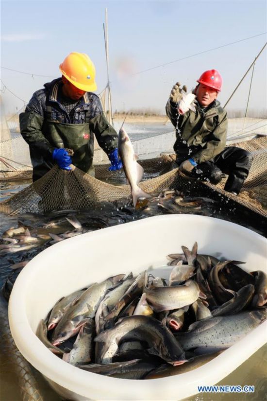 #CHINA-JIANGSU-FISH CATCHING (CN)