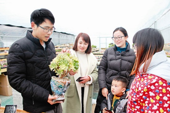 泰州小伙回乡创业种植多肉 每天增加销售千元