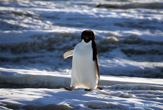 CHINA-XUELONG-ANTARCTIC EXPEDITION-ANIMALS