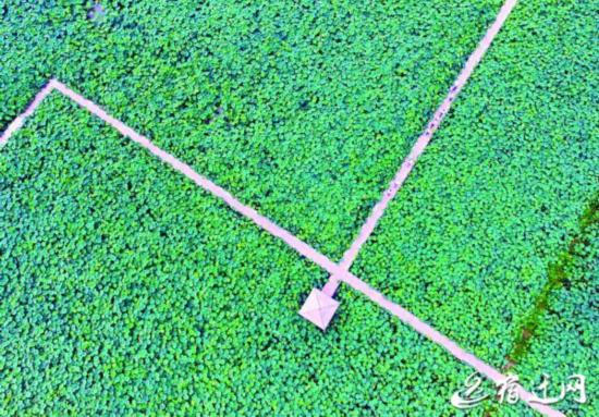 宿豫区新庄镇杉荷园景区。 本报记者 肖伟伟 摄