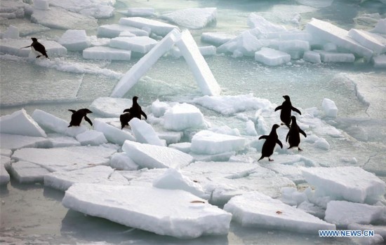 CHINA-XUELONG-ANTARCTIC EXPEDITION-ANIMALS