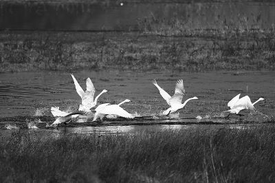 妫河水还清 打尖儿候鸟多