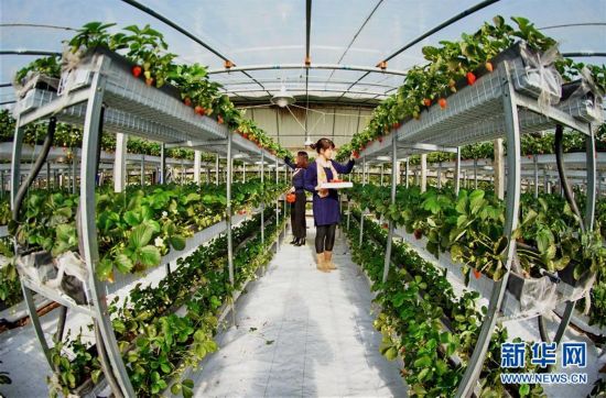 河北昌黎:规模化种植草莓带动4万农民增收