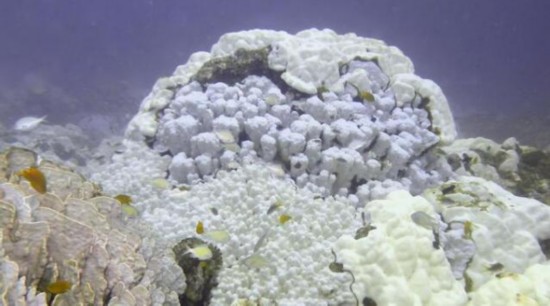 研究：气候暖化 珊瑚礁白化速度30年升达5倍