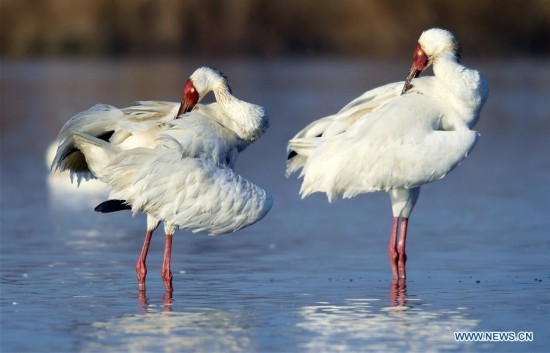 CHINA-NANCHANG-POYANG LAKE-WHITE CRANE(CN)