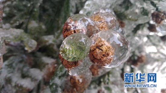 南昌梅岭雾凇如雪 冰花晶莹如钻石