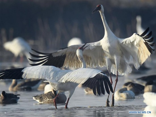 CHINA-NANCHANG-POYANG LAKE-WHITE CRANE(CN)