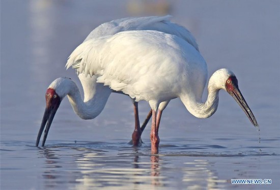 CHINA-NANCHANG-POYANG LAKE-WHITE CRANE(CN)