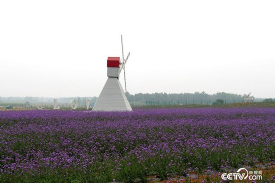 小崗村發展觀光旅游業，打造農業科技園區。（殷兆鬆/攝）