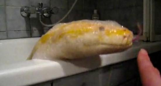 娇憨黄金蟒被主人抱进浴缸洗澡 性情温和如猫狗