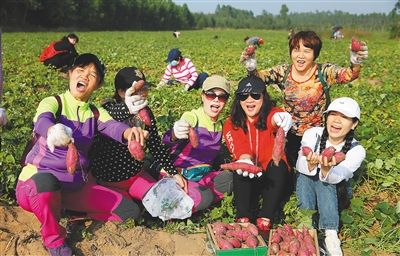 申请国家地理标识产品 儋州海头地瓜走上产业