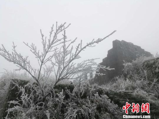 ���������ֺ�Ӧ����Ӧ����Ϊ��