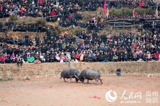 高清组图:贵州从江斗牛迎新春