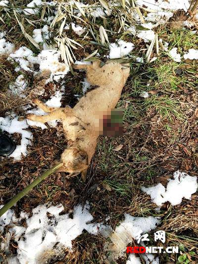 常德一恶狗发疯连伤数人 民警果断开枪击毙