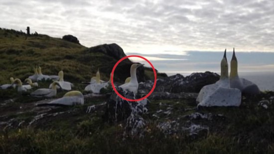 新西兰一海鸟恋上雕塑鸟 单恋无果死在雕塑旁