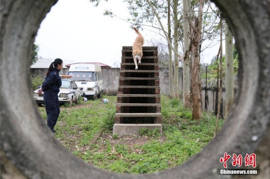 广西铁路公安警犬日巡逻2万步 每天喷药保护关