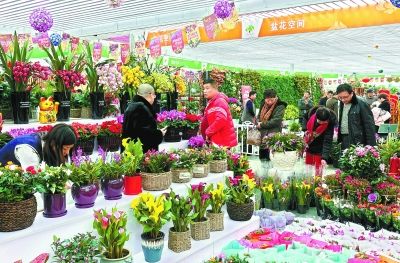 花市升级创意园 年宵花依旧平价卖