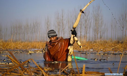Farmers pick lotus roots at planting base in Xiongan New Area