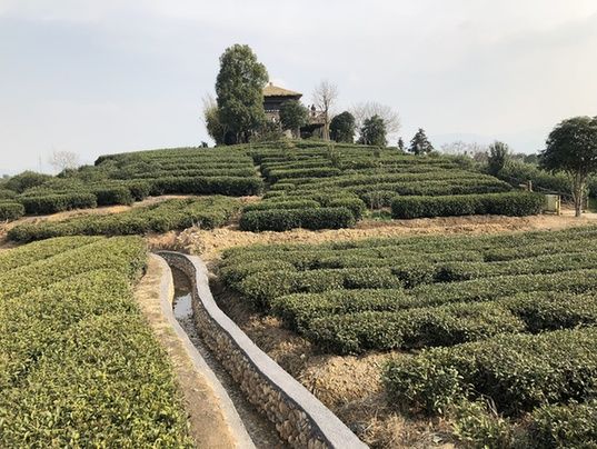 新春走基层之丽水行——以茶为媒，茶香小镇助推产业升级