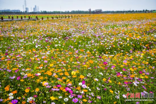 三亚海棠湾国家水稻公园千亩花海争相绽放