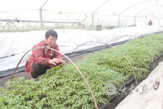 盐城大丰一农场员工管护番茄苗 促增产增收