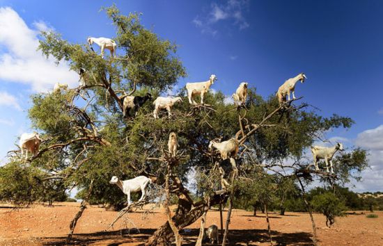 闻所未闻!摩洛哥一坚果树上站满14只山羊