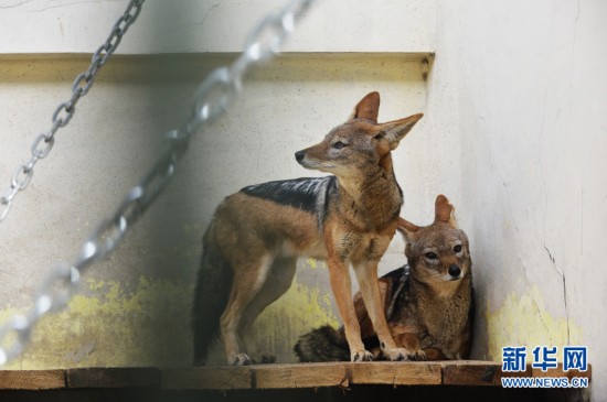 犬科动物明星入住天津动物园