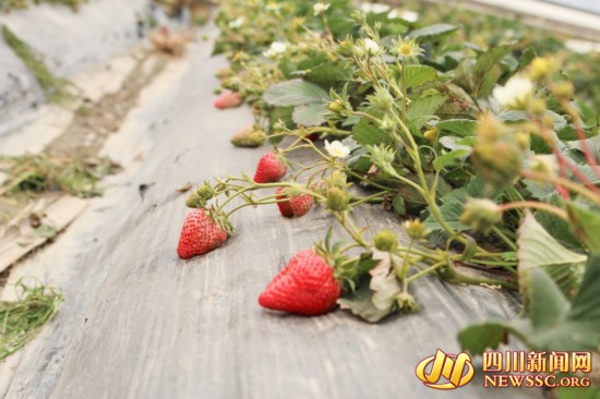 变身合作社理事长 凉山德昌县跨越发展乡村旅