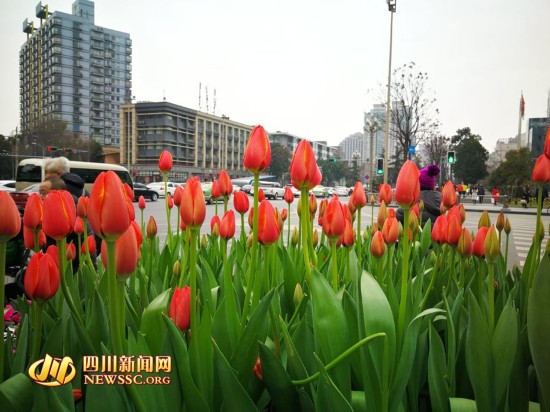 植物雕塑营造节日气氛 成都街头年味儿渐浓