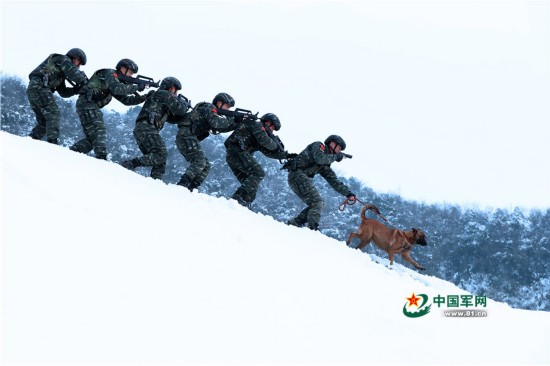 军犬贺岁:汪星人中的战斗机档案资料