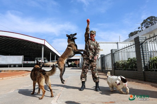 警营汪星人的本命年,它们敲开心